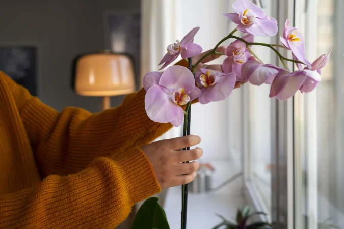 Reutilizar la vara floral seca es una gran idea prolongar la vida de las plantas