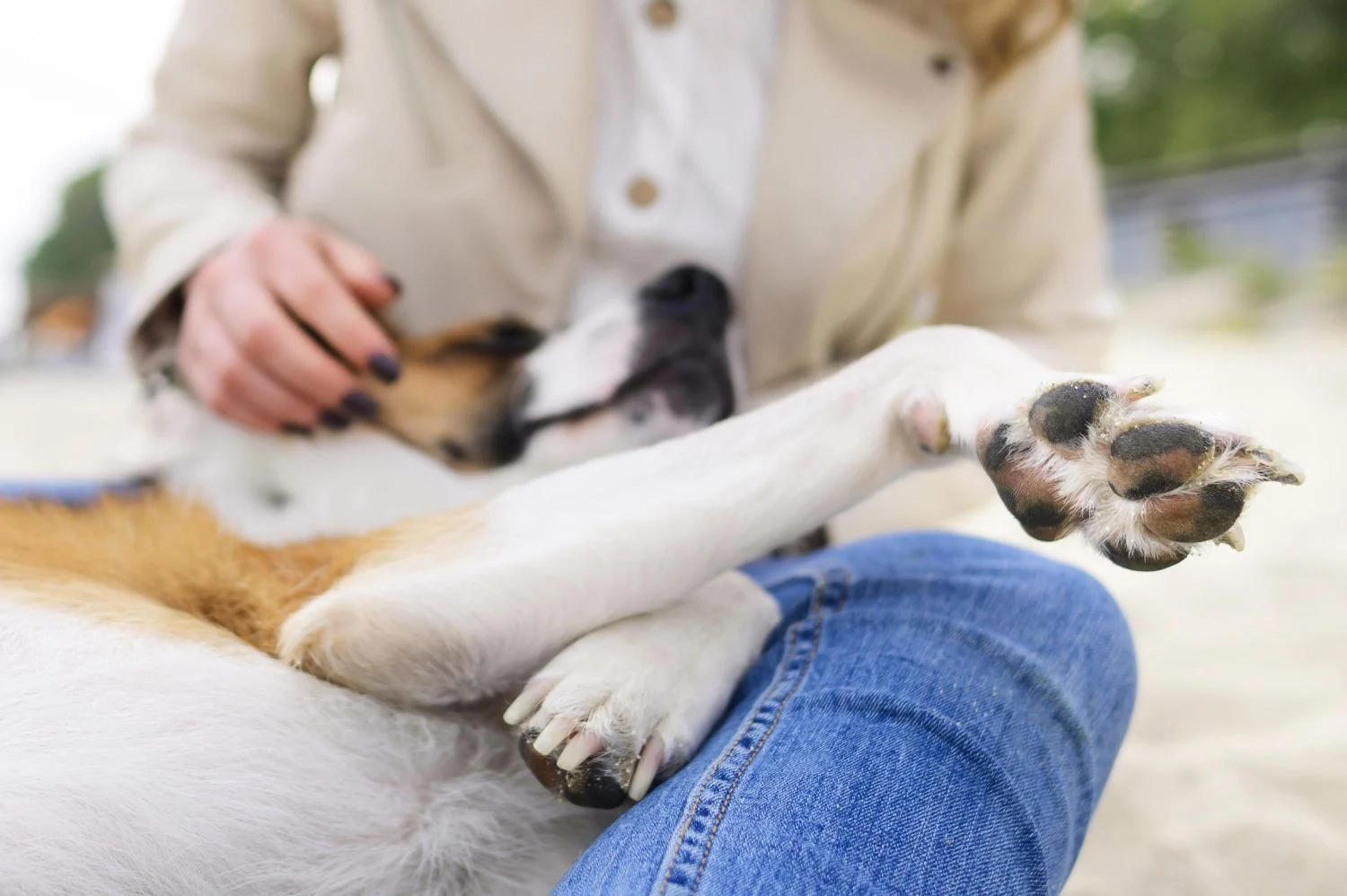El truco infalible para limpiar las patas de tu perro sin esfuerzo y mantener la casa impecable