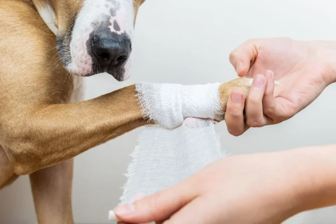 Otras maneras de limpiar las piernas de su perro