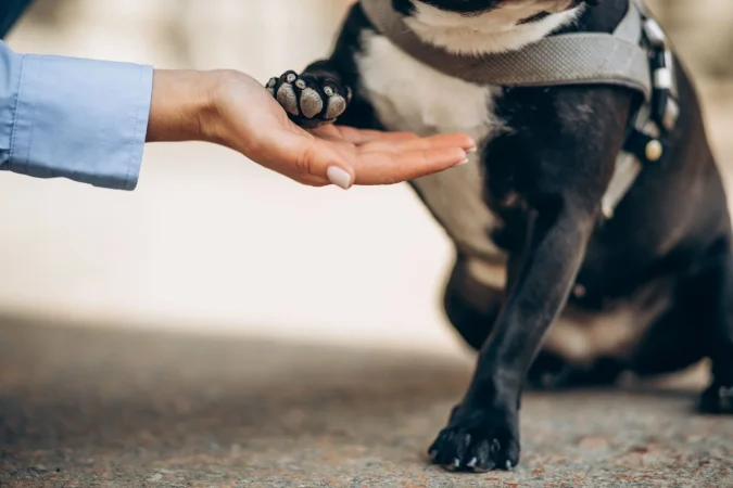 Recomendaciones para una limpieza segura y efectiva de las pezuñas de tu perro