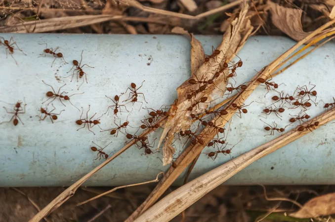 Mejor prevenir que curar con estos trucos para eliminar las hormigas de casa 1 Merca2.es overhead shot red ants steel blue pipe taken doi tao lake thailand asia Merca2.es