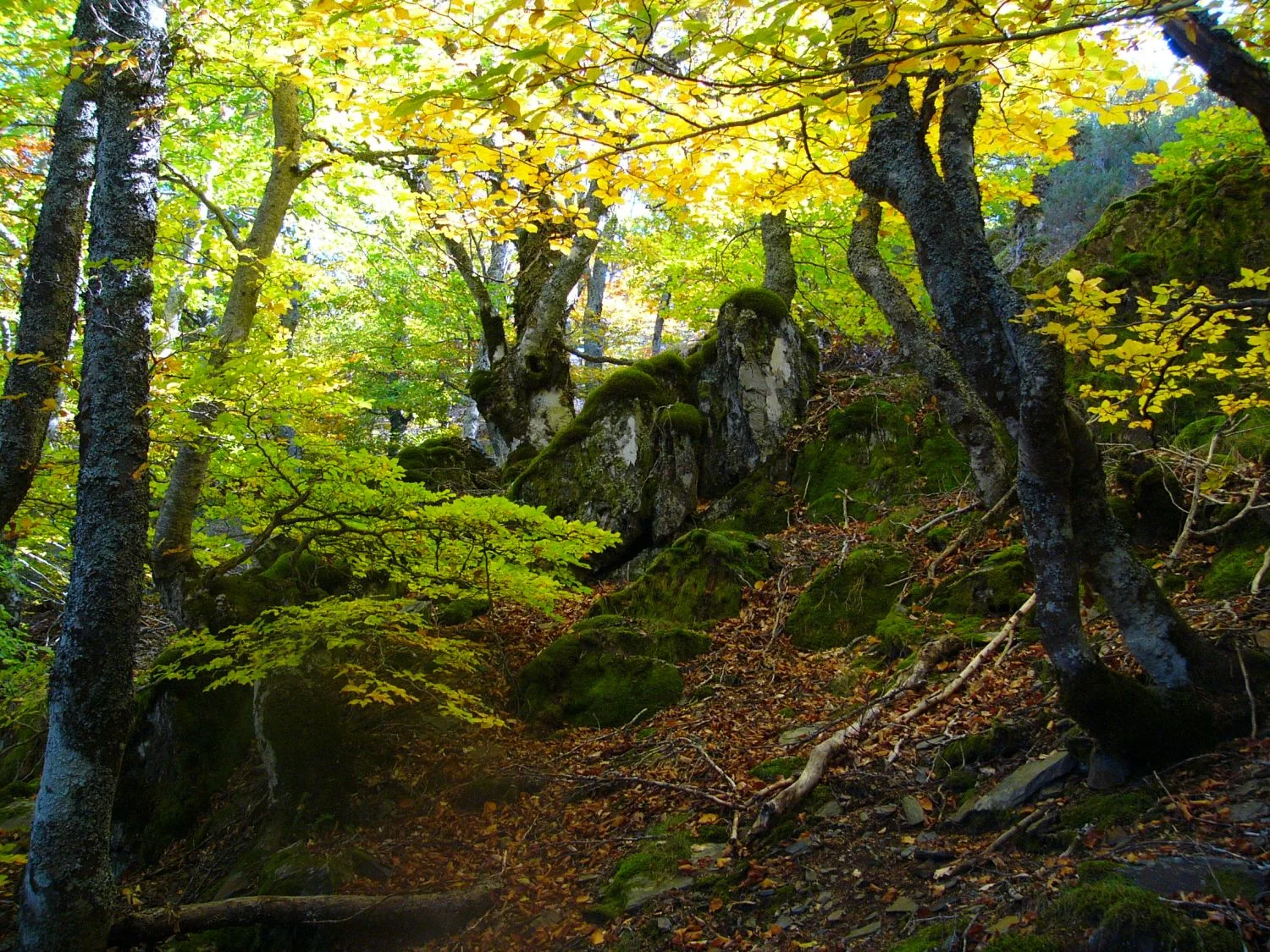 Descubre el bosque español donde los árboles ‘caminan’