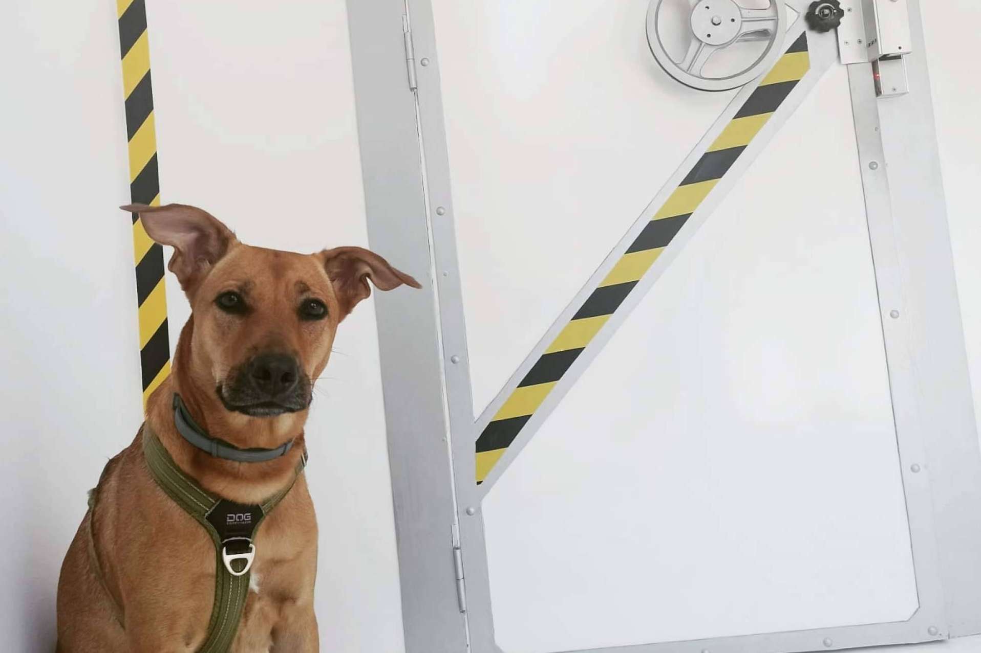 Cronologic, el escape room en Barcelona donde los perros son bienvenidos, finalista de los premios TravelGuau