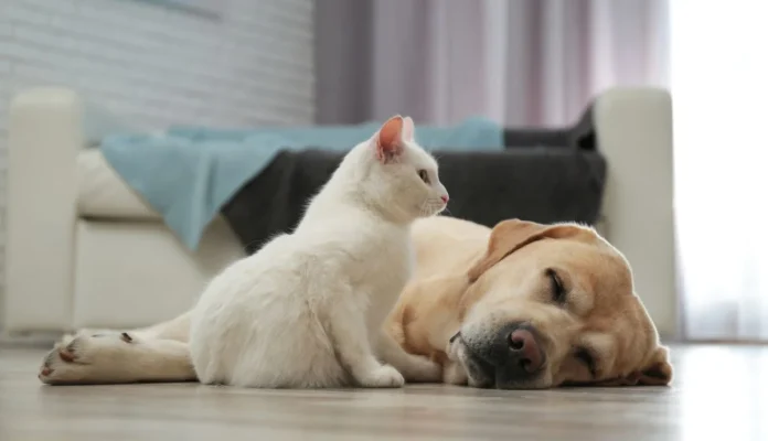 perros y gatos