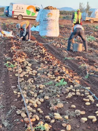 Lidl, Carrefour y Alcampo sufren el rechazo de los clientes ante las patatas y tomates de Marruecos, Israel y Egipto 3 Merca2.es Campana patata nueva Campo Cartagena 02 Merca2.es