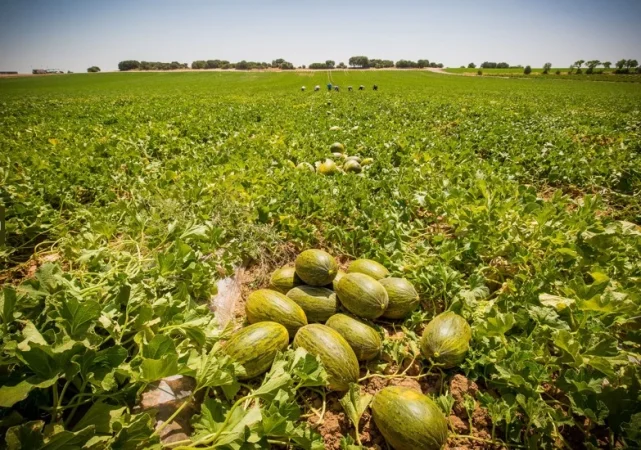 Dia Melones Campo Merca2.es