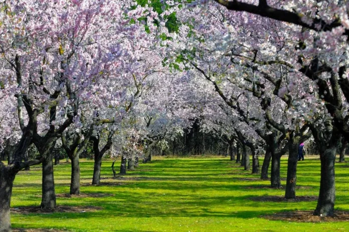 El jardín secreto de Madrid que solo abre su espectáculo una vez al año, y es una locura de bonito