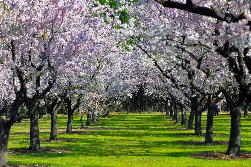 El jardín secreto de Madrid que solo abre su espectáculo una vez al año, y es una locura de bonito