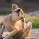 Sanidad ordena la retirada urgente del mercado de estos productos para perros y gatos y recomienda que dejes de usarlos