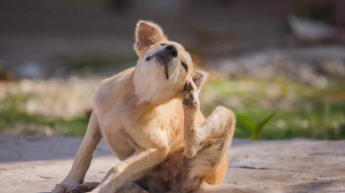 Sanidad ordena la retirada urgente del mercado de estos productos para perros y gatos y recomienda que dejes de usarlos