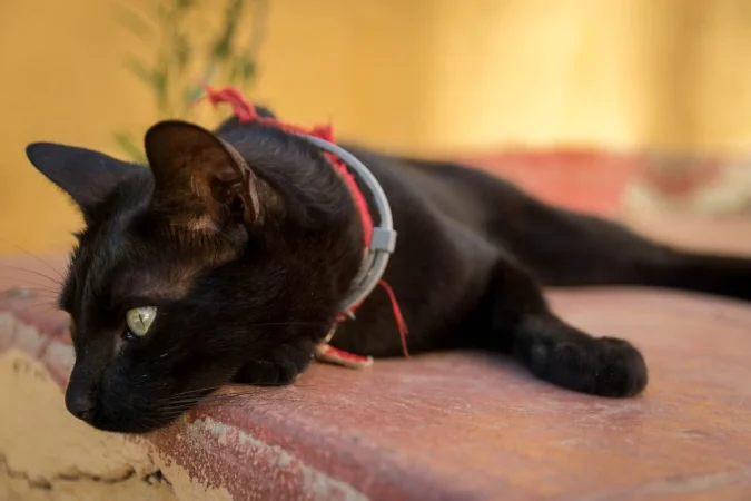 Consejos para mantener a tu mascota libre de parásitos
