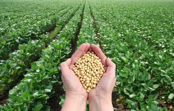 Cultivo de soja