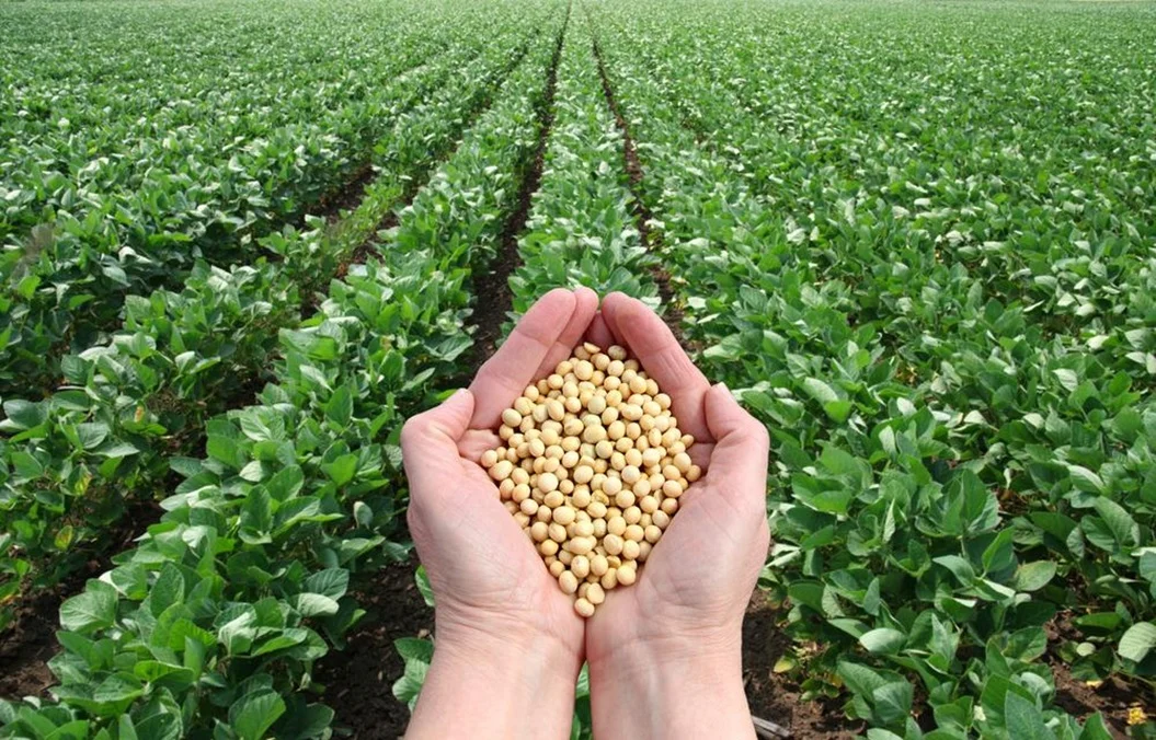 Cultivo de soja
