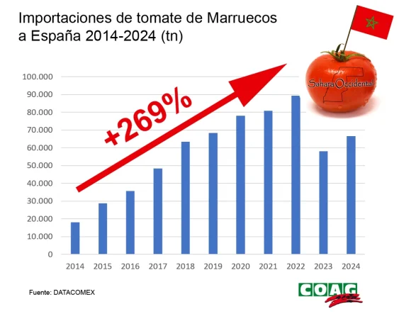 Carrefour, Alcampo y Lidl, en el disparadero por ofrecer tomates del Sáhara y engañar en el etiquetado 2 Merca2.es grafico tomate sahara Merca2.es
