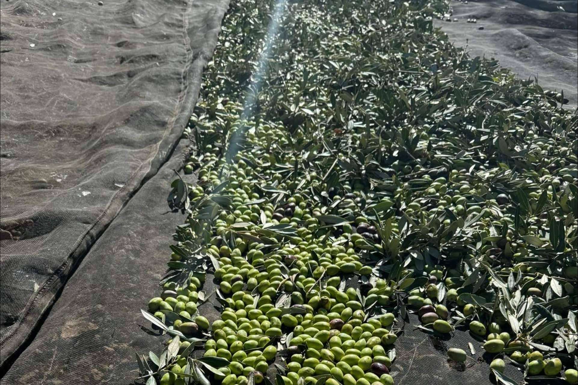 Venta de aceite de oliva gourmet de autor; el sabor que nace de una historia real