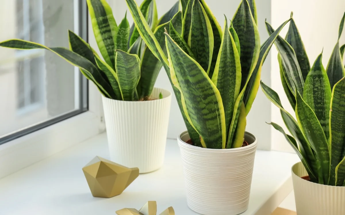 plantas