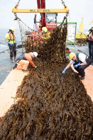 Amazon logra la primera cosecha de su granja de algas en el Mar del Norte 1 Merca2.es Granja de algas de Amazon.