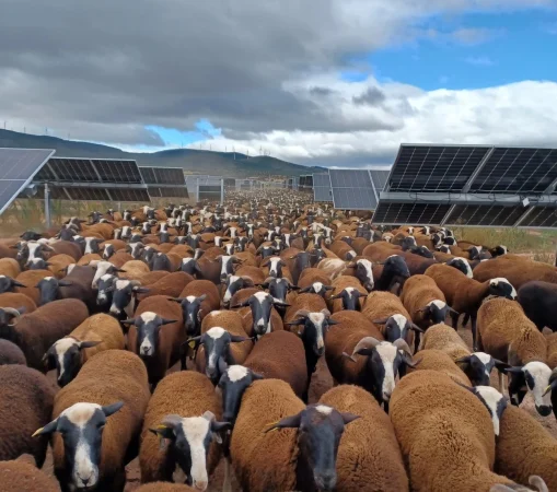 Lucha contra el cambio climático, biodiversidad y creación de valor, principales ejes del Plan de Sostenibilidad 2025-2027 de Endesa 1 Merca2.es Agrivoltaica en el parque solar fotovoltaico de Tr_vago (Soria). Endesa