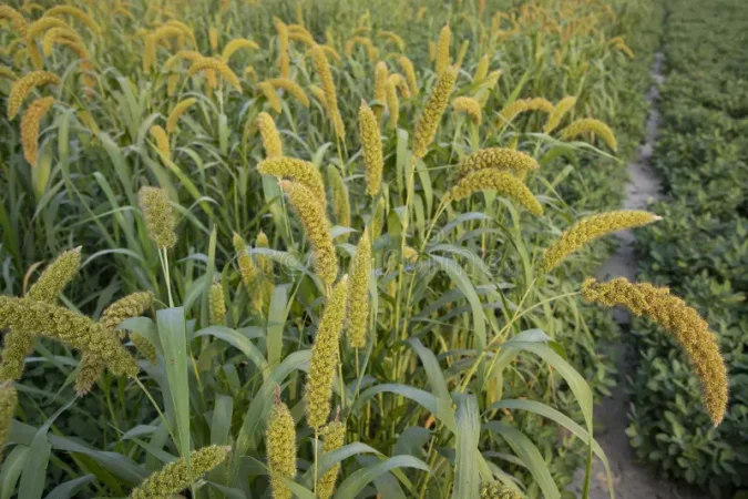 Cultivo sin pesticidas o fertilizantes químicos