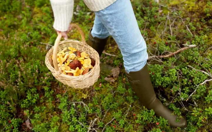 ¿Sabías que este común alimento te llena de energía y vigor para combatir el hastío estival? 15 Merca2.es ¿Cómo mantener correctamente los champiñones?
