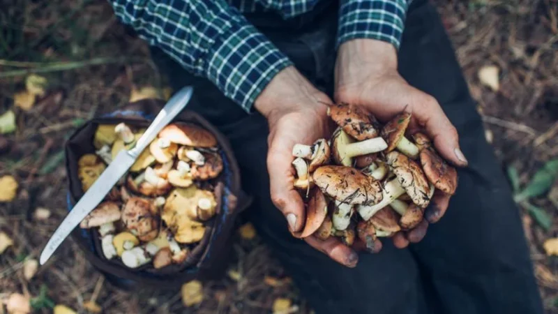 ¿Sabías que este común alimento te llena de energía y vigor para combatir el hastío estival? 18 Merca2.es 3 Ensalada de espinacas, champiñones, aguacate y tocino