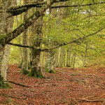 Olvídate del estrés de septiembre: este bosque en Navarra parece Canadá y está a un par de horas de casa