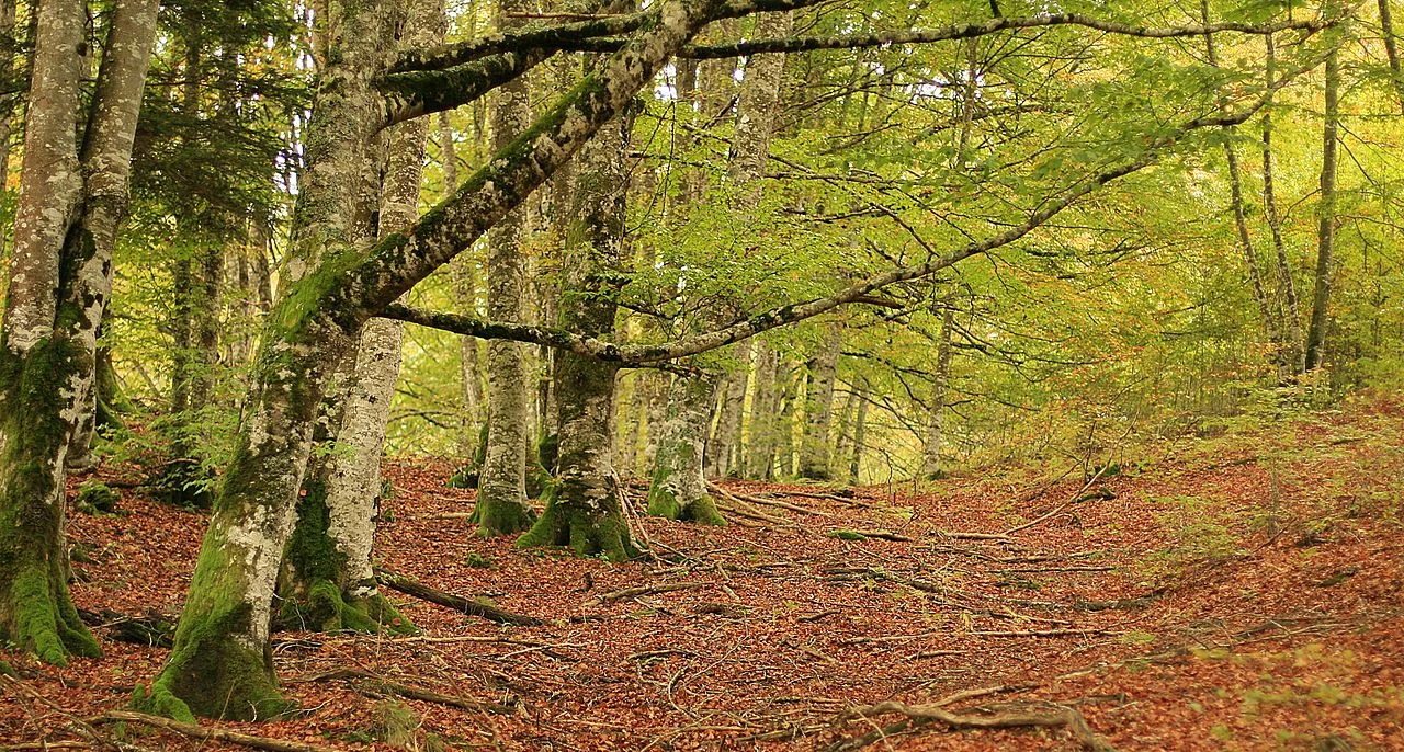 * Hay un planazo en Navarra para atrasar la rutina de septiembre: El bosque que parece Canadá y está a un par de horas de casa