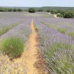No hace falta ir a Francia para ver la lavanda: el pueblo de Castilla-La Mancha que es la «Provenza española»