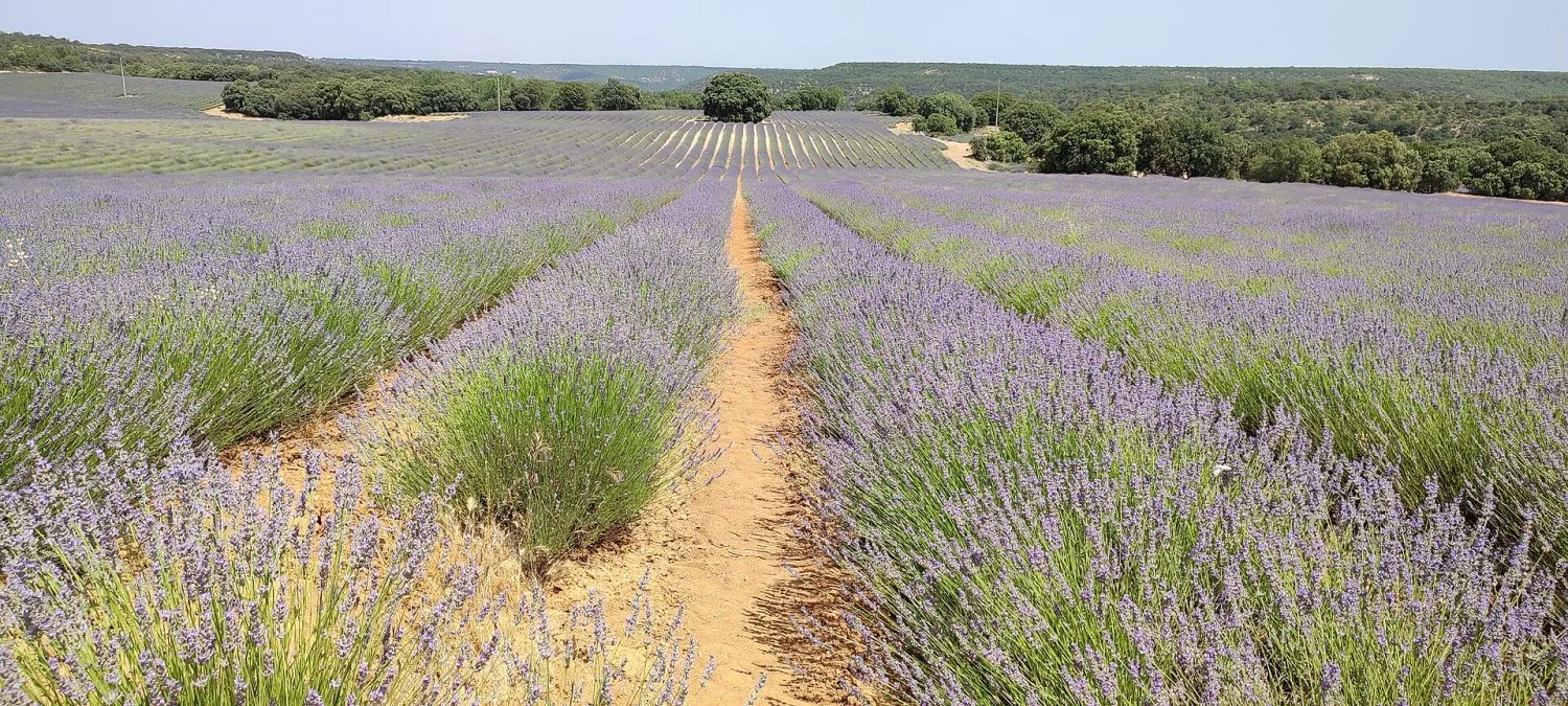 No hace falta ir a Francia para ver la lavanda: el pueblo de Castilla-La Mancha que es la 