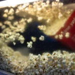 FACUA carga contra Yelmo Cines por prohibir comida externa: “Es un abuso de derechos del consumidor”