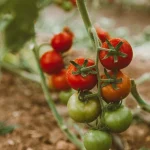 Diego Seroe (41), agricultor de Valencia lo desvela: «Por esta razón los tomates de ahora no saben a nada, y la explicación duele mucho