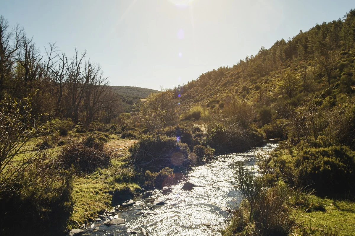 Naturgy: la biodiversidad y la gestión del agua en el centro de la sostenibilidad 1 Merca2.es Arboles en la orilla de un rio pequeno Merca2.es