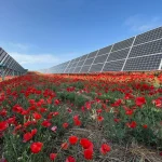 Solaria: el mercado reacciona con tibieza a la compra de baterías en España