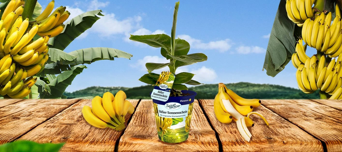La multinacional española SanLucar Fruit ahonda en su transformación digital con una histórica automatización de procesos