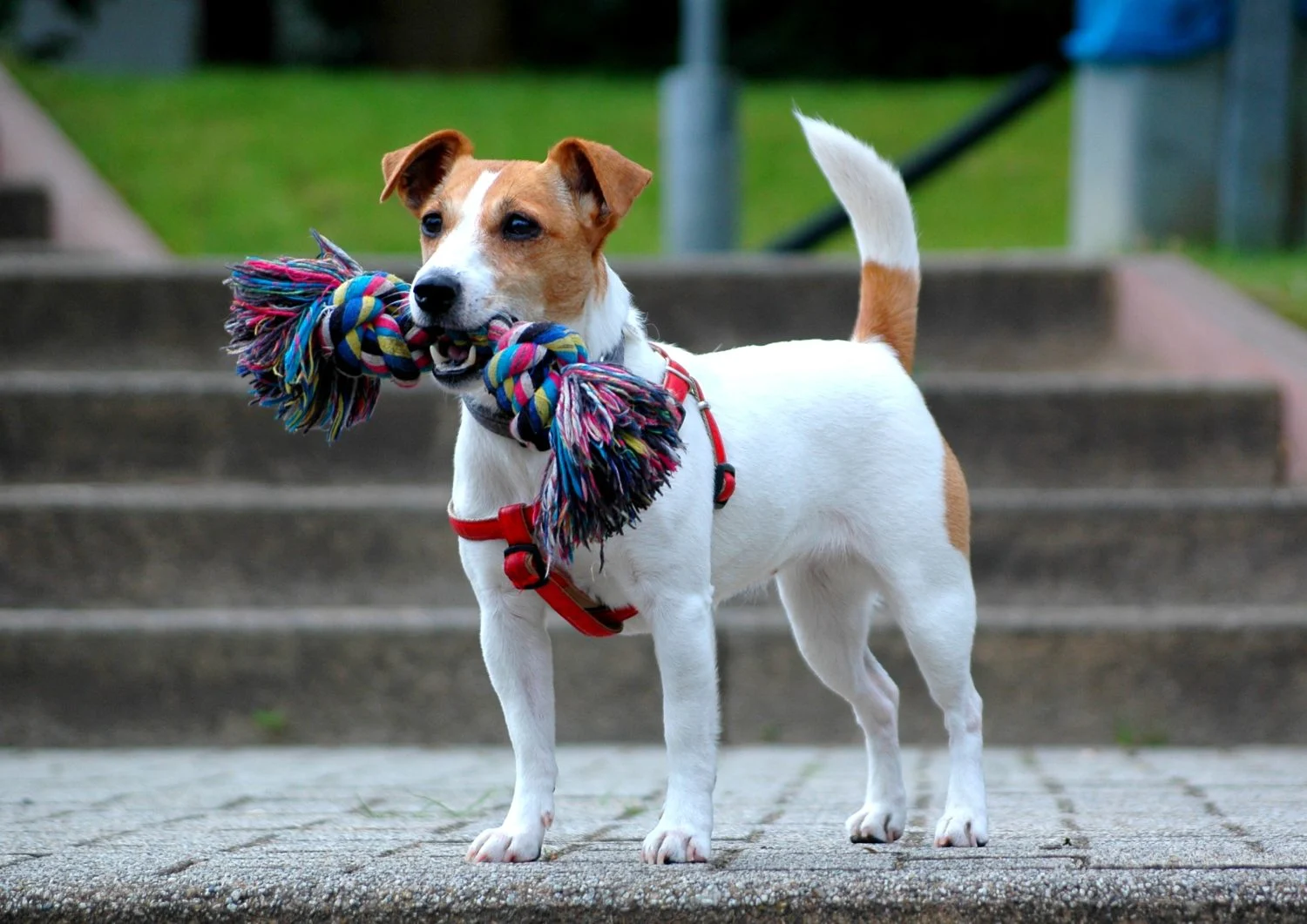 Karina Pondreta (31), adiestradora canina, desvela: "Estas 5 razas tan populares son el peor error para un dueño novato" 2 Merca2.es perro Jack Russell Terrier wikipedia Merca2.es