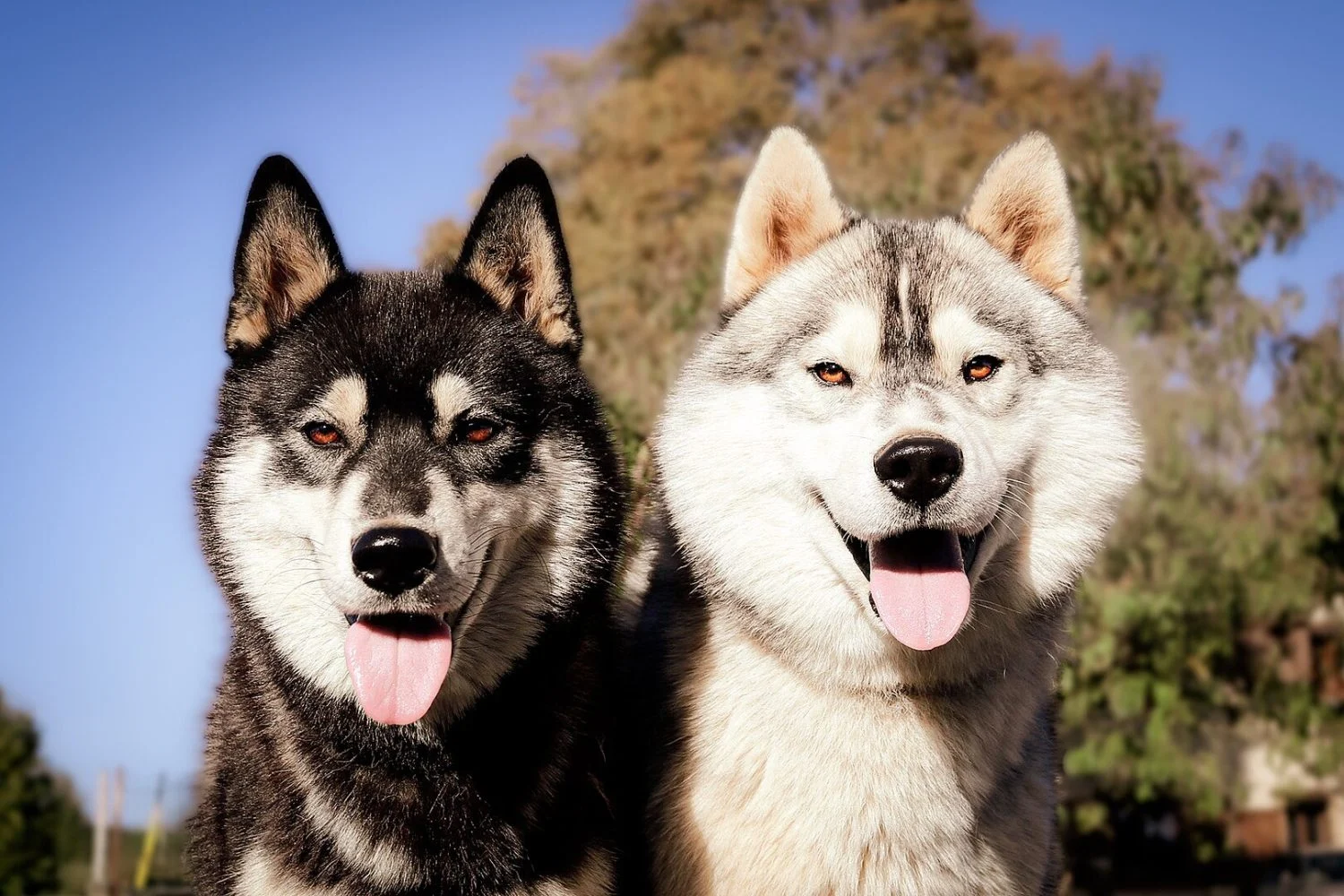 Karina Pondreta (31), adiestradora canina, desvela: "Estas 5 razas tan populares son el peor error para un dueño novato" 1 Merca2.es El impresionante aspecto de este perro esconde una naturaleza independiente y primitiva que la adiestradora considera muy compleja de manejar sin experiencia. Fuente: Web Wikipedia